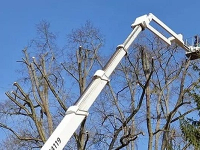Wycinka drzew Piła