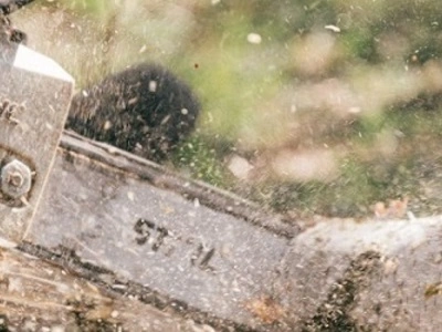 Wycinka drzew Otwock – arborysta i pielęgnacja drzew